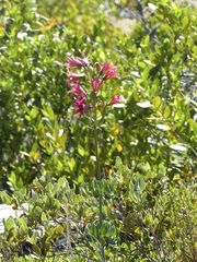 Lilium bolanderi