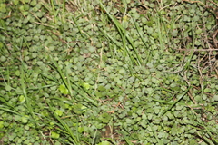 Australina pusilla pusilla