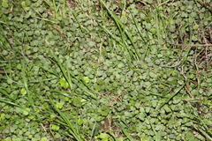 Australina pusilla pusilla