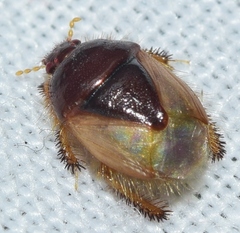 Byrsinus albipennis