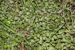 Australina pusilla pusilla