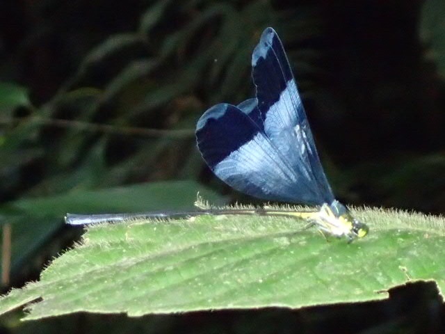 Blue-winged Helicopter