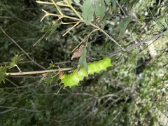 Actias aliena aliena
