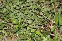 Australina pusilla pusilla