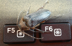 Cebrio