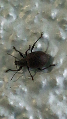 Otiorhynchus sulcatus