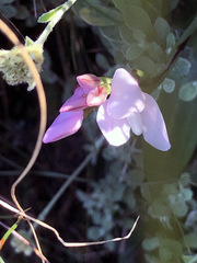 Disa rosea
