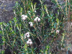 Erica petiolaris