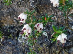 Erica petiolaris