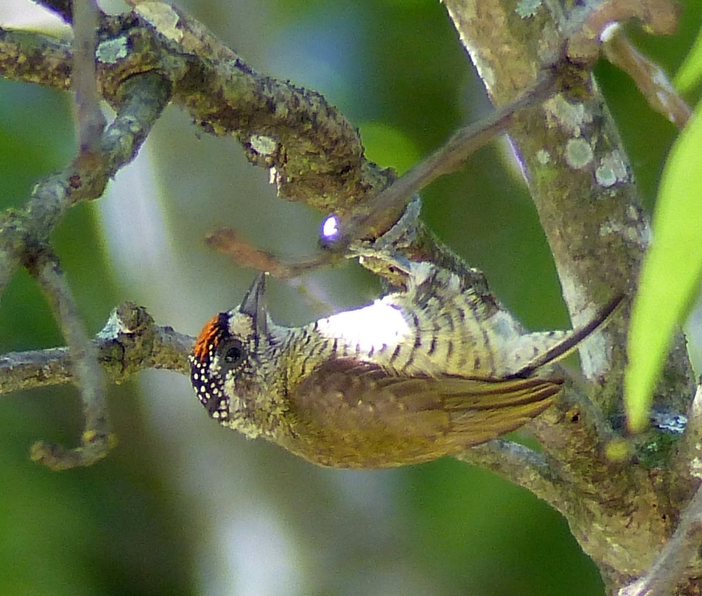 Golden-Spangled Piculet