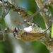 Golden-spangled Piculet - Photo (c) Helio Lourencini, some rights reserved (CC BY), uploaded by Helio Lourencini