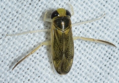 Cymatia rogenhoferi