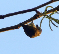 Picumnus exilis pernambucensis