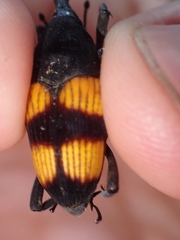 Cactophagus rubrovariegatus