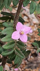 Boronia gracilipes