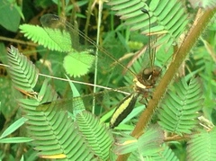 Ascalohybris subjacens