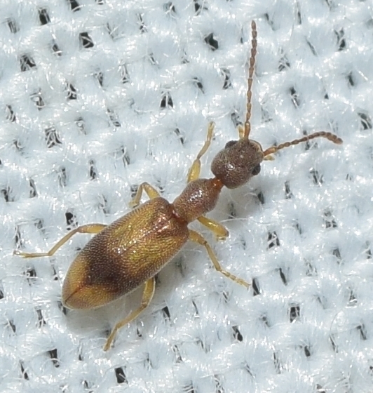 Endomiini