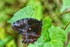 Elymnias pealii