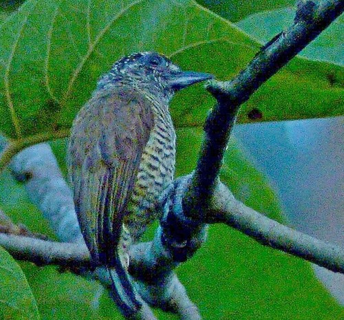 picapauzinho-de-pintas-amarelas/ondulado/de-costas-pintadas/de-pernambuco (Picumnus exilis)