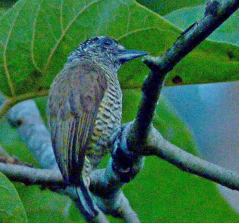 Golden-spangled Piculet illustration