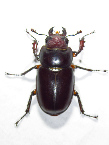 Reddish-brown Stag Beetle