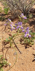 Thysanotus baueri