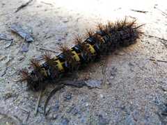 Ormiscodes cinnamomea