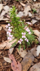 Stylidium adnatum