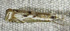 Microcrambus kimballi
