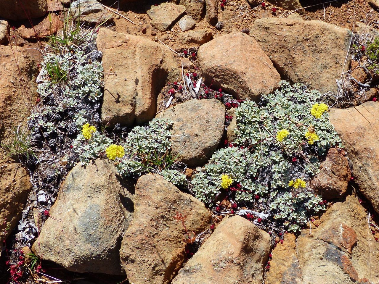 Eriogonum ternatum