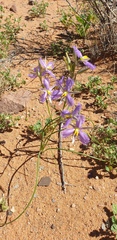 Thysanotus baueri