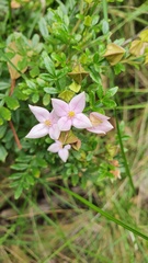 Boronia alata