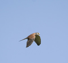 Falco tinnunculus