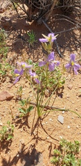 Thysanotus baueri