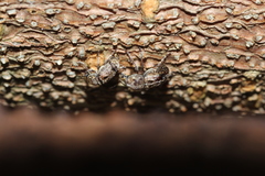 Autotropis distinguenda