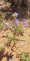 Thysanotus baueri