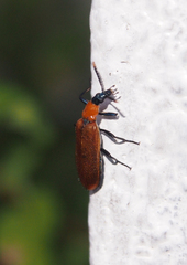 Prionocerus bicolor