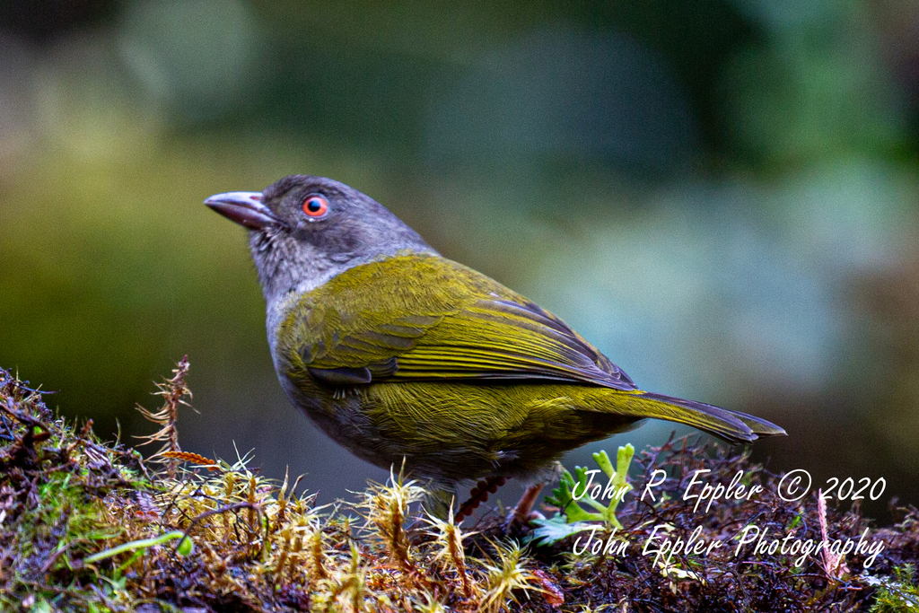 Dusky Bush-Tanager