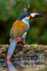 Andigena laminirostris