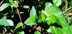 Argia oculata