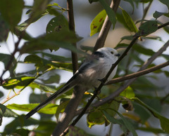 Aegithalos caudatus