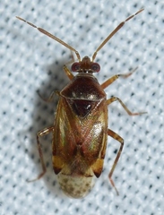 Alloeotomus germanicus