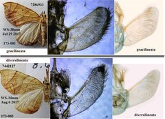 Eulithis diversilineata