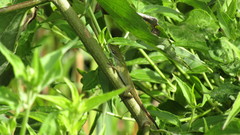 Anolis jacare