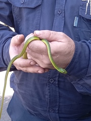 Philothamnus natalensis