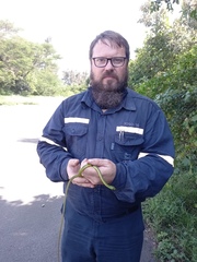 Philothamnus natalensis