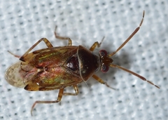 Alloeotomus germanicus