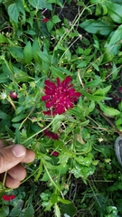 Knautia macedonica