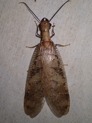 Corydalus flavicornis