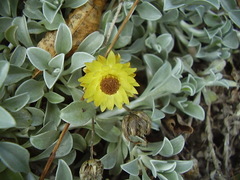 Helichrysum argyrophyllum
